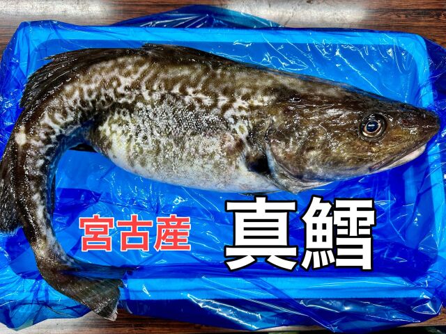 真たら３キロアップ　宮古産