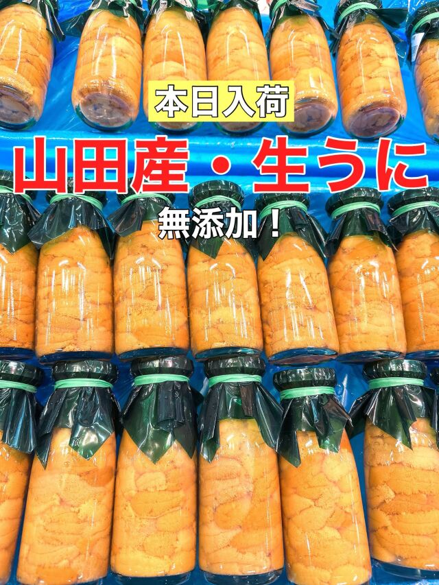 生うに５本セット