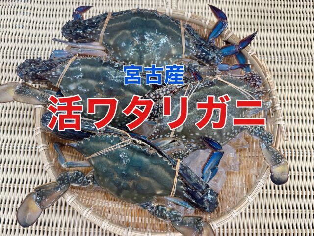 活ワタリガニ 1.5キロ