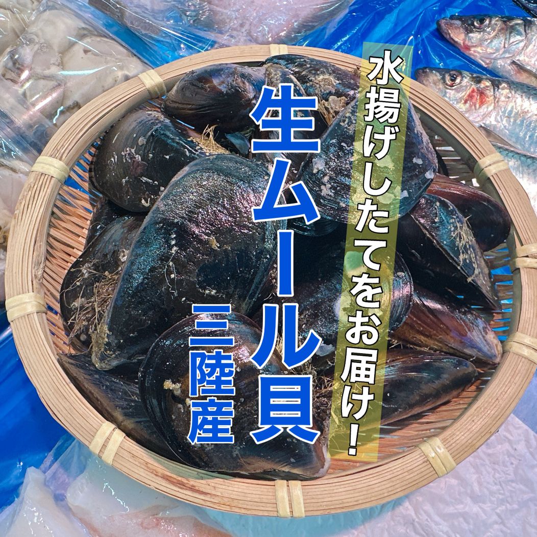 「水揚げしたて！三陸産生ムール貝 ２キロ」蒸すだけでぷっくり旨い！