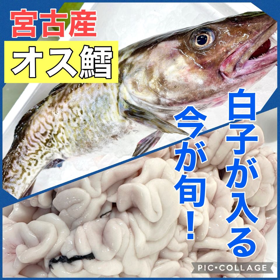 【今が旬！オス鱈３キロアップ（宮古産）】