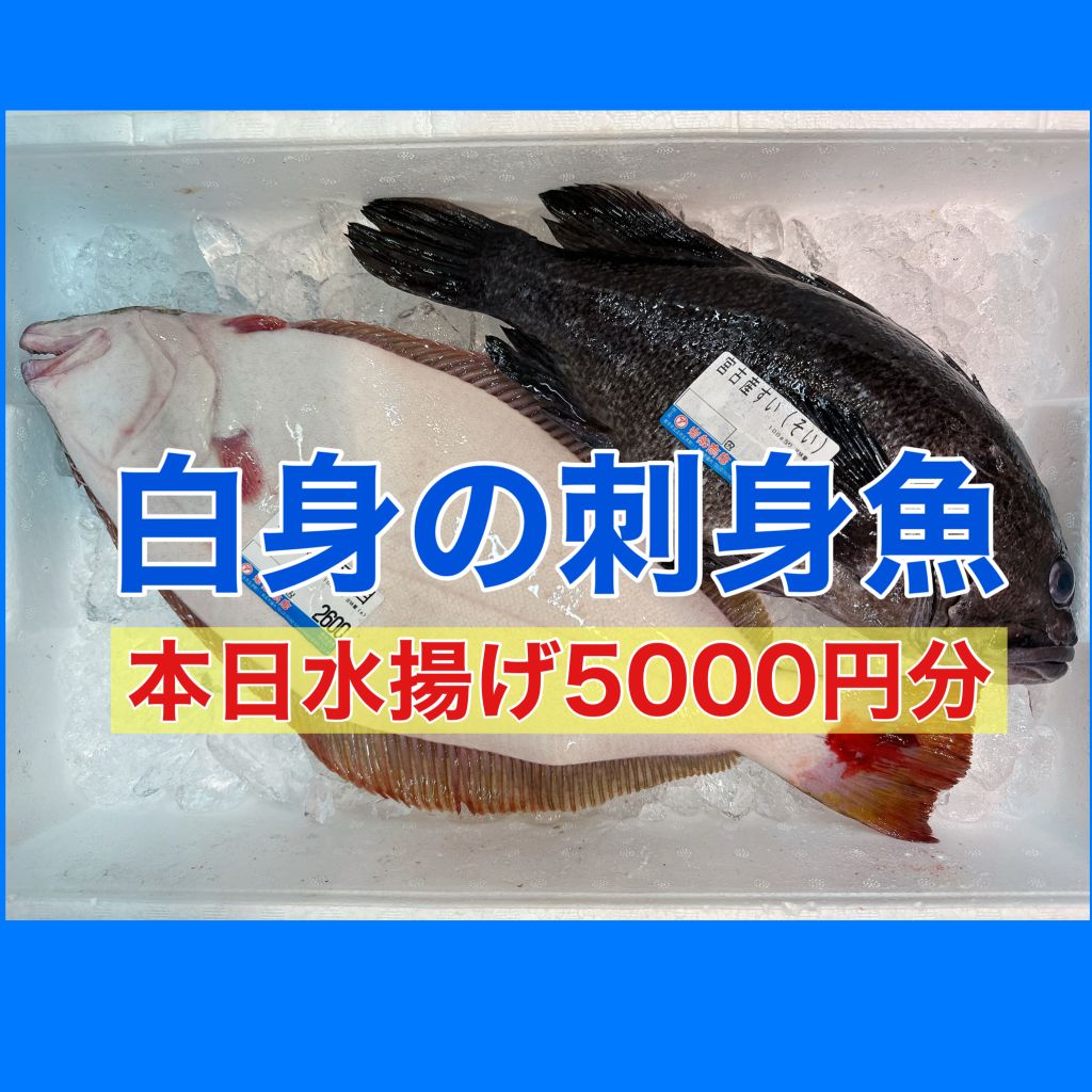 白身の刺身魚【本日水揚げ鮮魚】