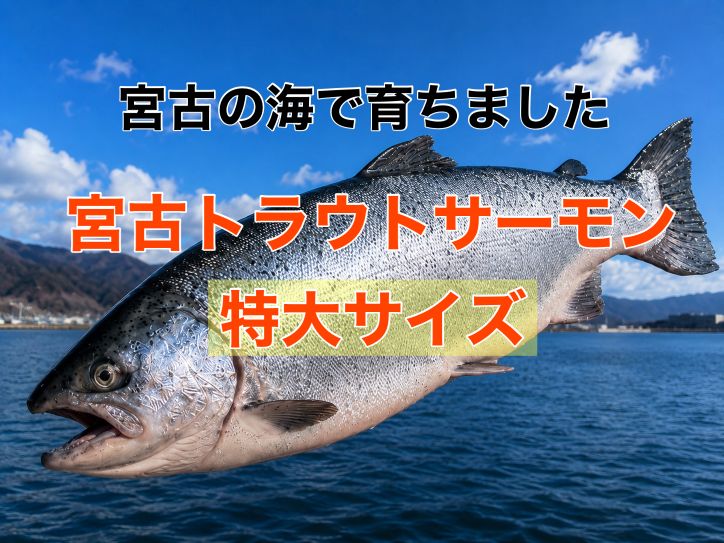 【厳選特大】宮古トラウトサーモン１匹(3キロアップ)