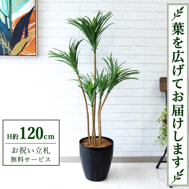 【すぐ飾れる】 フェイクグリーン ユッカ H約120cm 鉢付き / 法人・開店祝い 店舗・オフィス装飾 空間演出 立札無料・造花/PG013-A265BK