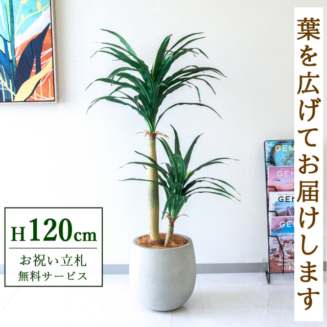【すぐ飾れる】 フェイクグリーン ドラセナコンシナ 120cm  鉢付き / 法人・開店祝い 店舗・オフィス装飾 空間演出 立札無料・造花/PG014-BAL30IV