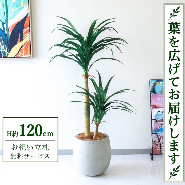 【すぐ飾れる】 フェイクグリーン ドラセナコンシナ H約120cm 鉢付き / 法人・開店祝い 店舗・オフィス装飾 空間演出 立札無料・造花/PG014-BAL30IV