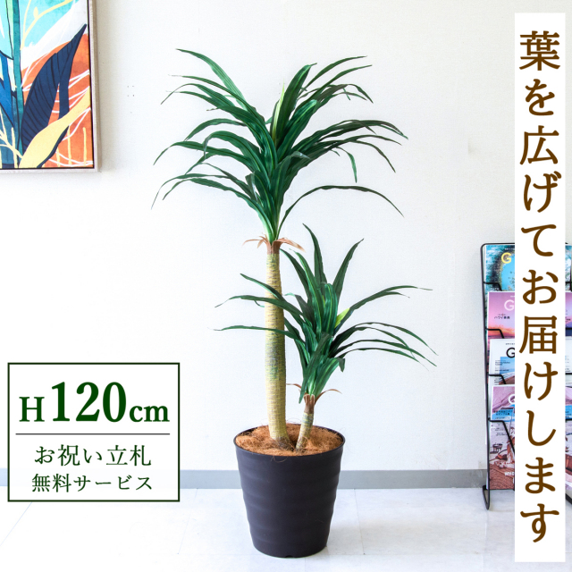 【すぐ飾れる】 フェイクグリーン ドラセナコンシナ 120cm  鉢付き / 法人・開店祝い 店舗・オフィス装飾 空間演出 立札無料・造花/PG014-M27DB