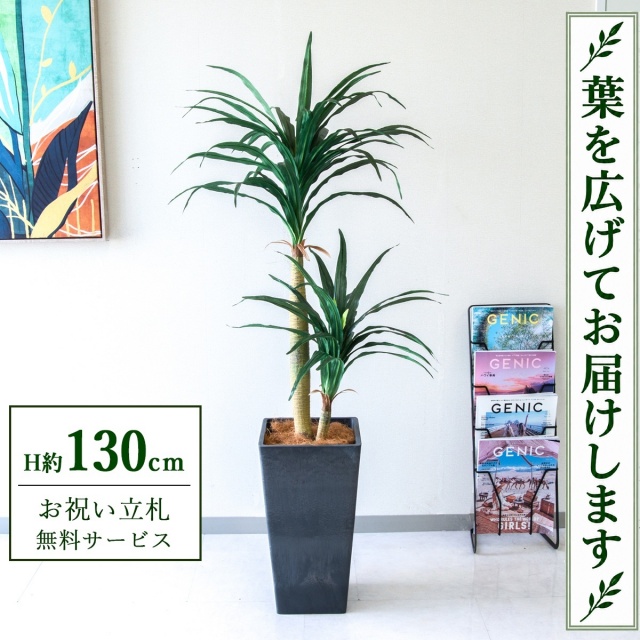 【すぐ飾れる】 フェイクグリーン ドラセナコンシナ H約130cm 鉢付き / 法人・開店祝い 店舗・オフィス装飾 空間演出 立札無料・造花/PG014-Q25BK