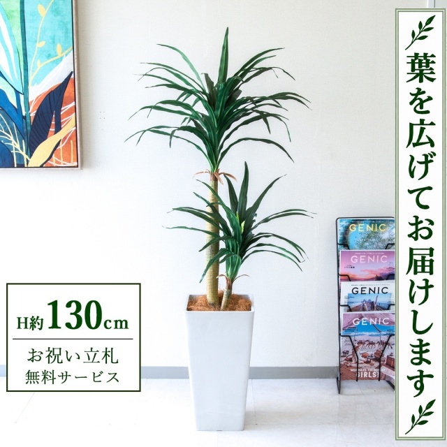【すぐ飾れる】 フェイクグリーン ドラセナコンシナ H約130cm 鉢付き / 法人・開店祝い 店舗・オフィス装飾 空間演出 立札無料・造花/PG014-Q25WH