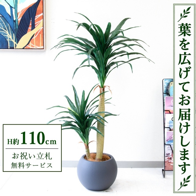 【すぐ飾れる】 フェイクグリーン ドラセナコンシナ H約110cm 鉢付き / 法人・開店祝い 店舗・オフィス装飾 空間演出 立札無料・造花/PG014-ROM27GY