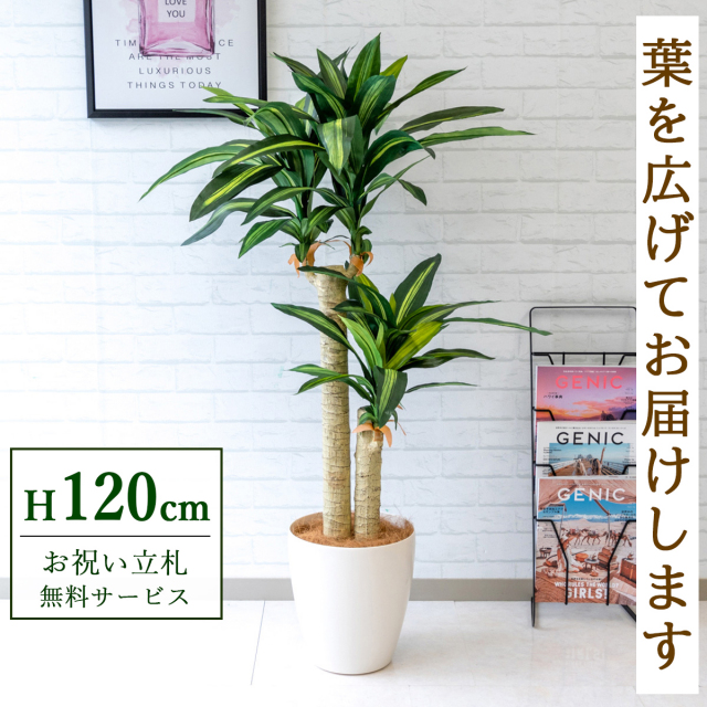 【すぐ飾れる】 フェイクグリーン 幸福の木 ドラセナ マッサンゲアナ 120cm  鉢付き / 法人・開店祝い 店舗・オフィス装飾 空間演出 立札無料・造花/PG016-A265WH