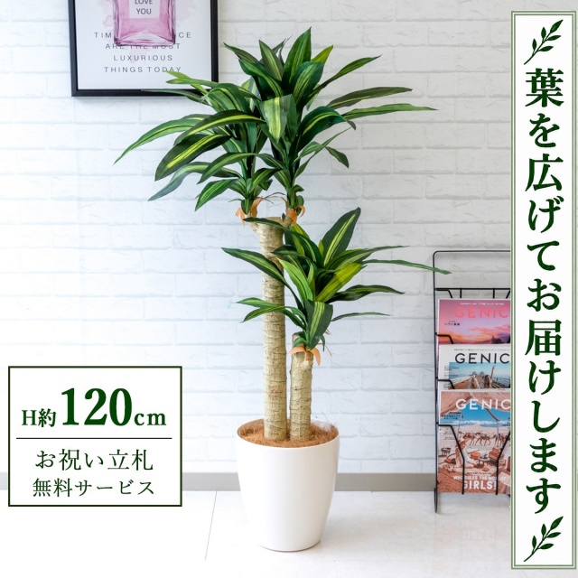 【すぐ飾れる】 フェイクグリーン 幸福の木 ドラセナ マッサンゲアナ H約120cm 鉢付き / 法人・開店祝い 店舗・オフィス装飾 空間演出 立札無料・造花/PG016-A265WH