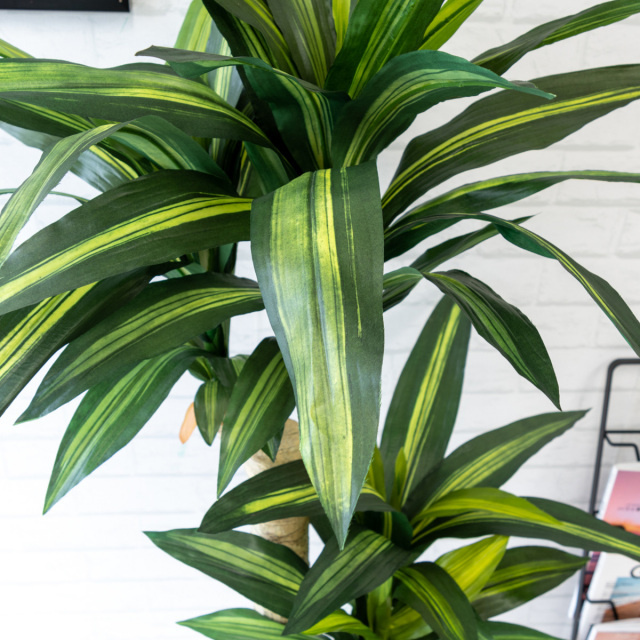 人工 観葉植物 フェイク グリーン マッサン(幸福の木) H約120cm 店舗