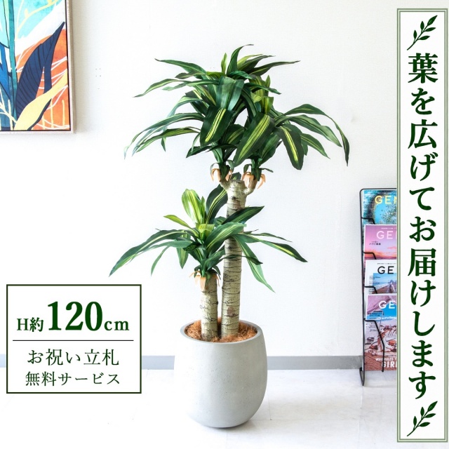 【すぐ飾れる】 フェイクグリーン 幸福の木 ドラセナ マッサンゲアナ H約120cm 鉢付き / 法人・開店祝い 店舗・オフィス装飾 空間演出 立札無料・造花/PG016-BAL30IV