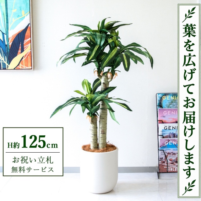 【すぐ飾れる】 フェイクグリーン 幸福の木 ドラセナ マッサンゲアナ H約125cm 鉢付き / 法人・開店祝い 店舗・オフィス装飾 空間演出 立札無料・造花/PG016-CHC29IV