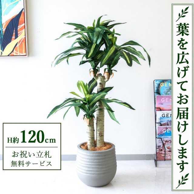 【すぐ飾れる】 フェイクグリーン 幸福の木 ドラセナ マッサンゲアナ H約120cm 鉢付き / 法人・開店祝い 店舗・オフィス装飾 空間演出 立札無料・造花/PG016-J30