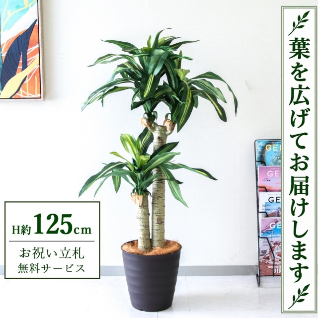 【すぐ飾れる】 フェイクグリーン 幸福の木 ドラセナ マッサンゲアナ H約125cm 鉢付き / 法人・開店祝い 店舗・オフィス装飾 空間演出 立札無料・造花/PG016-M27DB