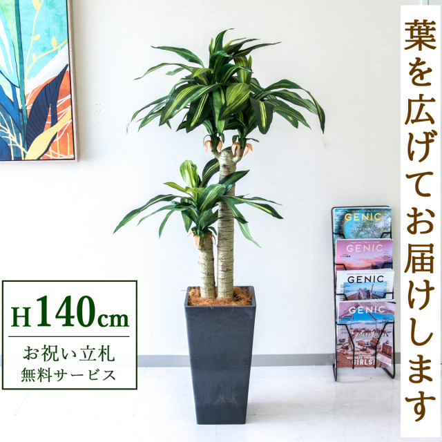【すぐ飾れる】 フェイクグリーン 幸福の木 ドラセナ マッサンゲアナ 140cm  鉢付き / 法人・開店祝い 店舗・オフィス装飾 空間演出 立札無料・造花/PG016-Q25BK