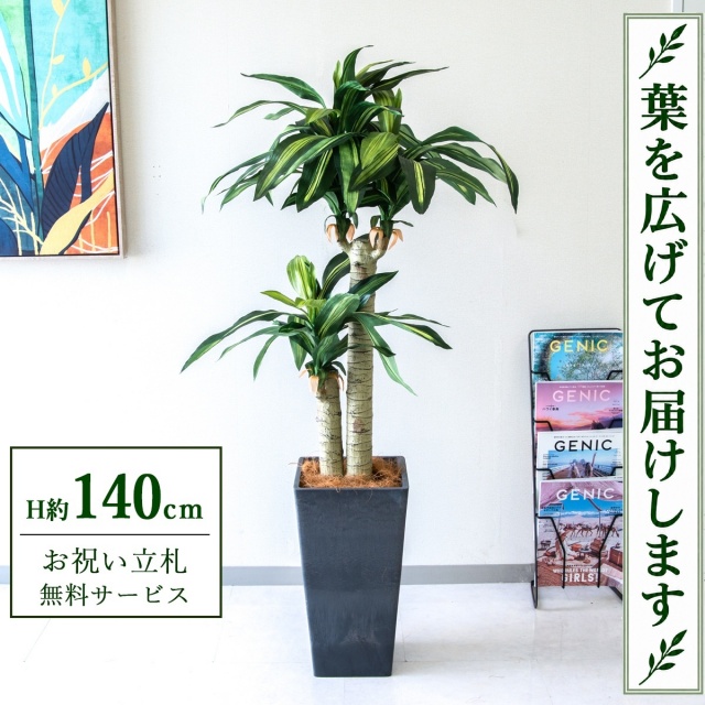 【すぐ飾れる】 フェイクグリーン 幸福の木 ドラセナ マッサンゲアナ H約140cm 鉢付き / 法人・開店祝い 店舗・オフィス装飾 空間演出 立札無料・造花/PG016-Q25BK