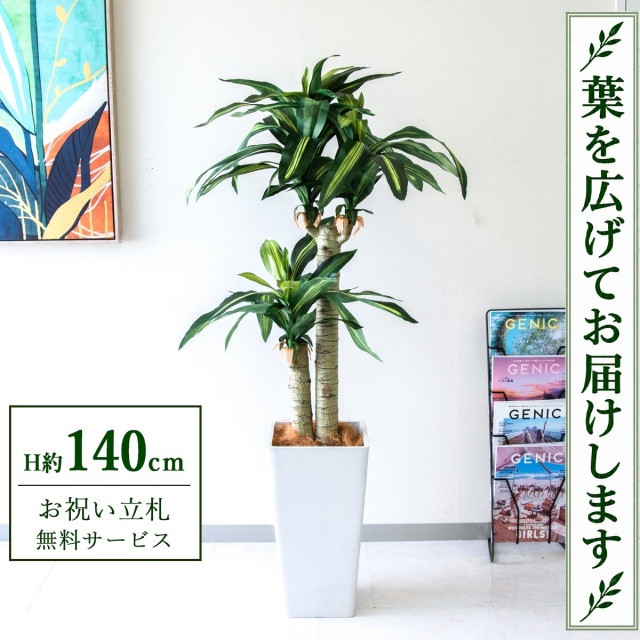 【すぐ飾れる】 フェイクグリーン 幸福の木 ドラセナ マッサンゲアナ H約140cm 鉢付き / 法人・開店祝い 店舗・オフィス装飾 空間演出 立札無料・造花/PG016-Q25WH