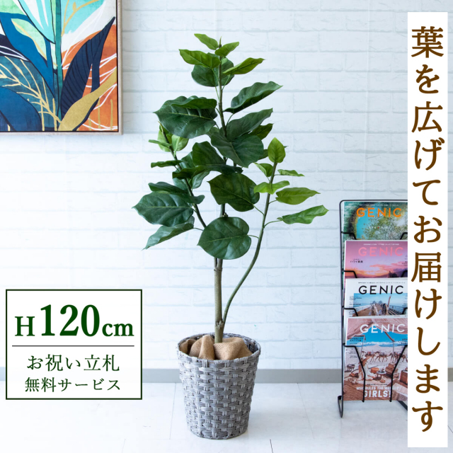 【すぐ飾れる】 フェイクグリーン フィカス ウンベラータ 120cm 鉢付き / 法人・開店祝い 店舗・オフィス装飾 空間演出 立札無料・造花/PG077-MEL26GY