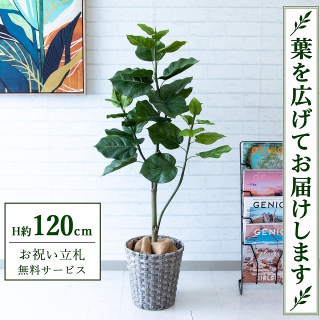 【すぐ飾れる】 フェイクグリーン フィカス ウンベラータ H約120cm 鉢付き / 法人・開店祝い 店舗・オフィス装飾 空間演出 立札無料・造花/PG077-MEL26GY