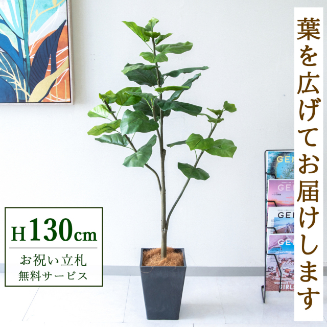 【すぐ飾れる】 フェイクグリーン フィカス ウンベラータ 130cm 鉢付き / 法人・開店祝い 店舗・オフィス装飾 空間演出 立札無料・造花/PG077-Q20BK