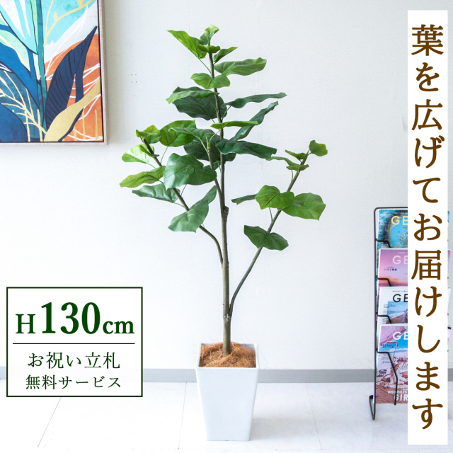 【すぐ飾れる】 フェイクグリーン フィカス ウンベラータ 130cm 鉢付き / 法人・開店祝い 店舗・オフィス装飾 空間演出 立札無料・造花/PG077-Q20WH
