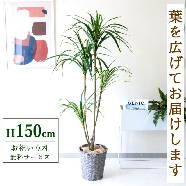 【すぐ飾れる】 フェイクグリーン ユッカ 150cm 鉢付き / 法人・開店祝い 店舗・オフィス装飾 空間演出 立札無料・造花/PG079-MEL26GY