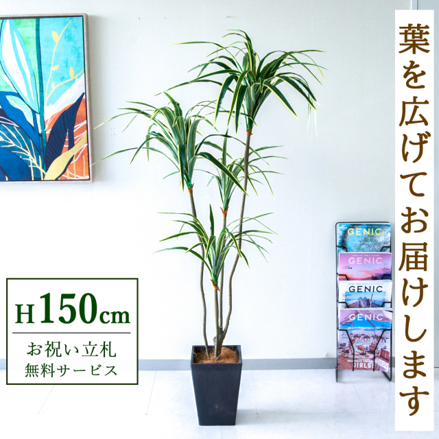 【すぐ飾れる】 フェイクグリーン ユッカ 150cm 鉢付き / 法人・開店祝い 店舗・オフィス装飾 空間演出 立札無料・造花/PG079-Q20BK