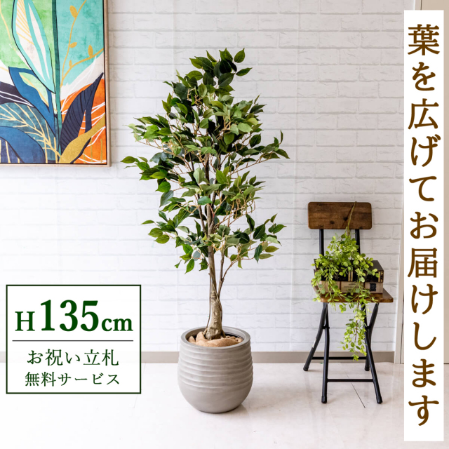 【すぐ飾れる】 フェイクグリーン フィカス ベンジャミン 135cm 鉢付き / 法人・開店祝い 店舗・オフィス装飾 空間演出 立札無料・造花/PG080-J30