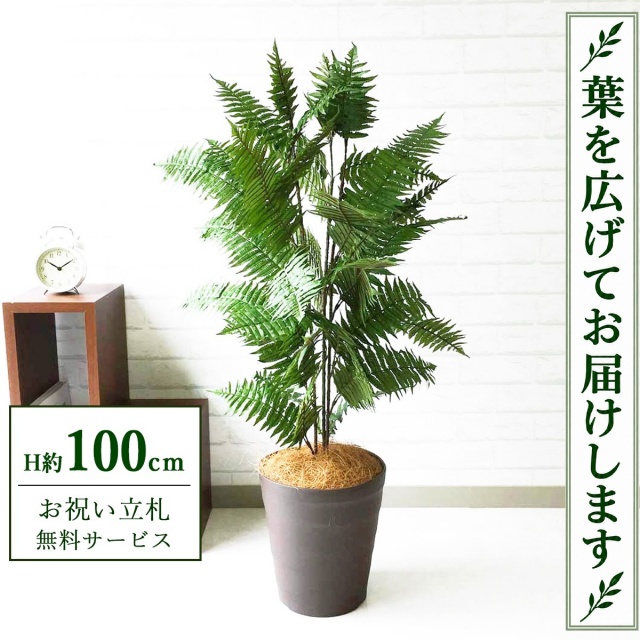 【すぐ飾れる】 フェイクグリーン ハワイアンシダー H約100cm 鉢付き / 法人・開店祝い 店舗・オフィス装飾 空間演出 立札無料・造花/PG086-B240BR