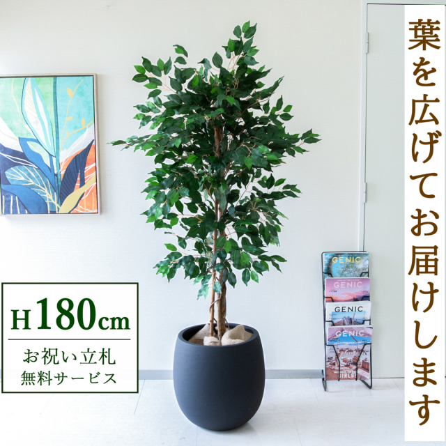 【すぐ飾れる】 フェイクグリーン フィカス ベンジャミン 180cm  大型 鉢付き / 法人・開店祝い 店舗・オフィス装飾 空間演出 立札無料・造花/PG091-BAL42BK