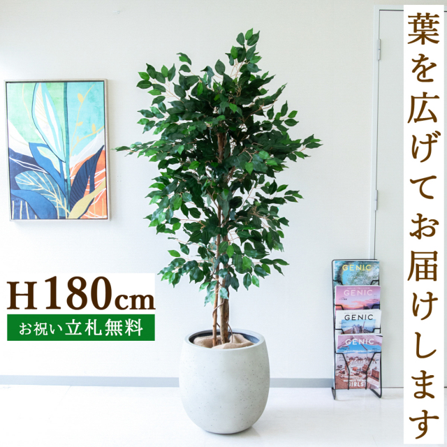 フェイクグリーン フィカス ベンジャミン ツリー H約180cm  鉢付き / 人工観葉植物 観葉植物 フェイク 造花 大型 大きい 店舗 装飾 開店 開業 移転 祝い ギフト プレゼント おしゃれ 住宅展示場 モデルハウス オフィス 立札無料 /PG091-BAL42IV