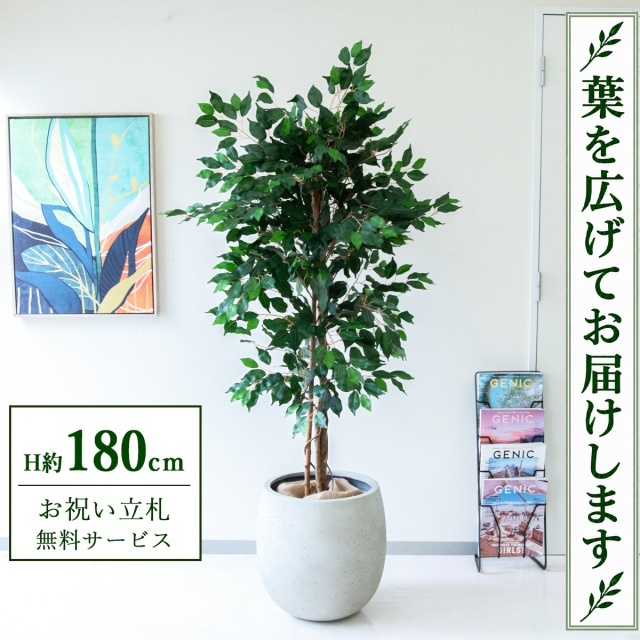 【すぐ飾れる】 フェイクグリーン フィカス ベンジャミン H約180cm 大型 鉢付き / 法人・開店祝い 店舗・オフィス装飾 空間演出 立札無料・造花/PG091-BAL42IV