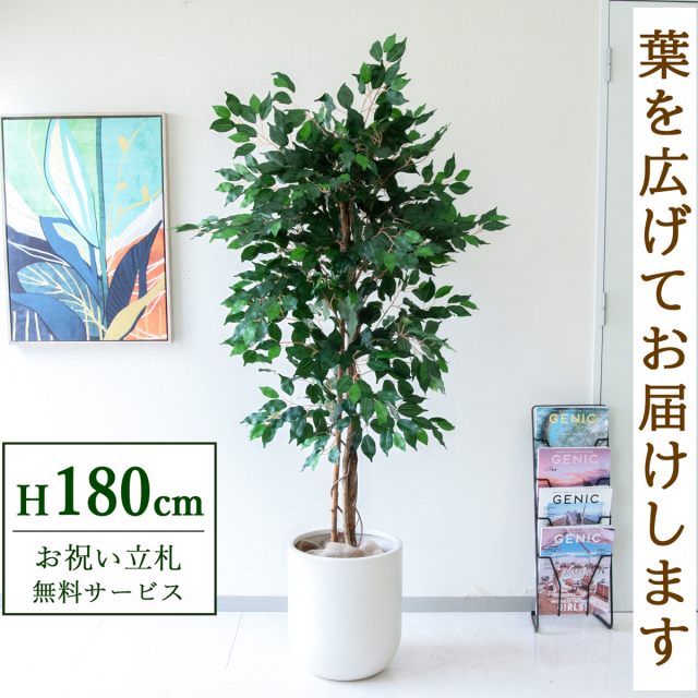 【すぐ飾れる】 フェイクグリーン フィカス ベンジャミン 180cm  大型 鉢付き / 法人・開店祝い 店舗・オフィス装飾 空間演出 立札無料・造花/PG091-CHC33IV