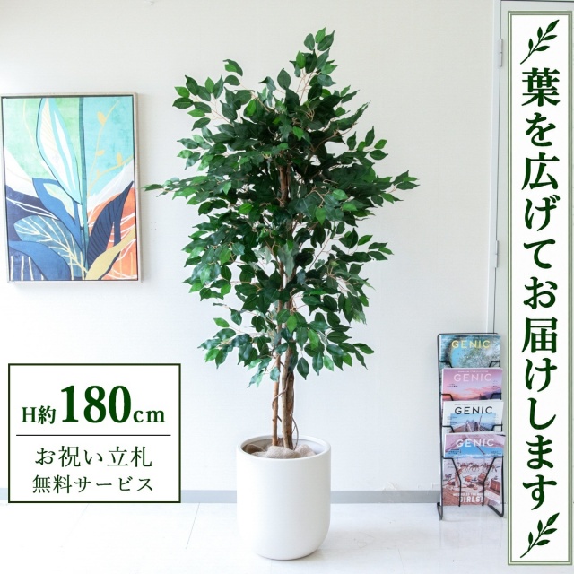 【すぐ飾れる】 フェイクグリーン フィカス ベンジャミン H約180cm 大型 鉢付き / 法人・開店祝い 店舗・オフィス装飾 空間演出 立札無料・造花/PG091-CHC33IV