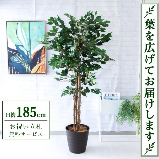 【すぐ飾れる】 フェイクグリーン フィカス ベンジャミン H約185cm 大型 鉢付き / 法人・開店祝い 店舗・オフィス装飾 空間演出 立札無料・造花/PG091-M30DB