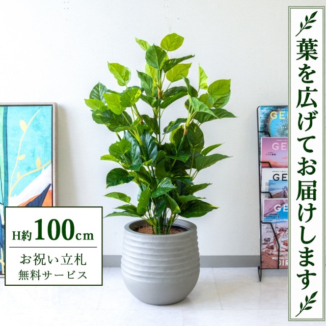 【すぐ飾れる】 フェイクグリーン フレッシュポトス H約100cm 鉢付き / 法人・開店祝い 店舗・オフィス装飾 空間演出 立札無料・造花/PG093-J30