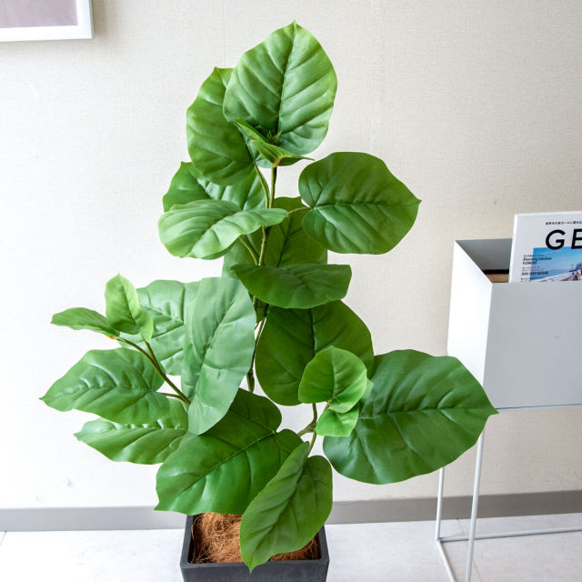 PG094-Q20BK ウンベラータ H約95cm/プラスチック樹脂鉢