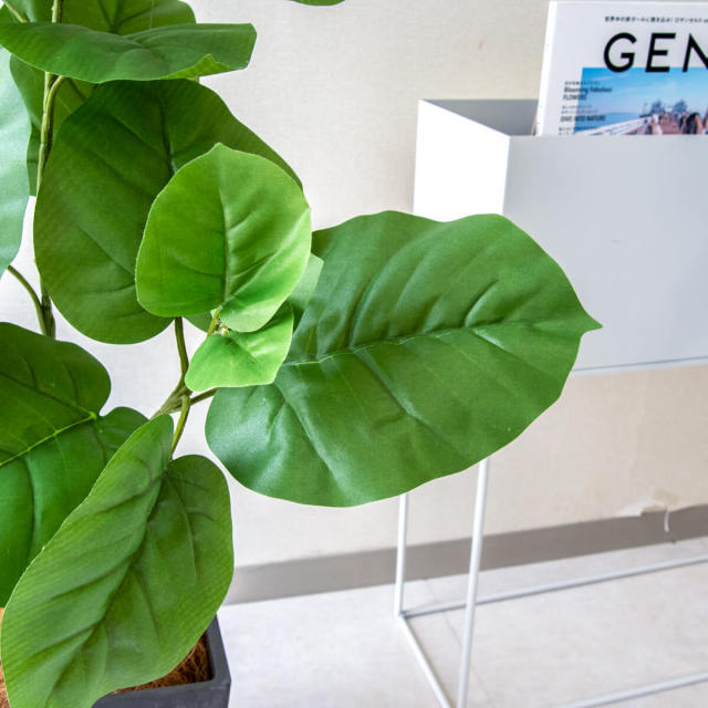 PG094-Q20BK ウンベラータ H約95cm/プラスチック樹脂鉢