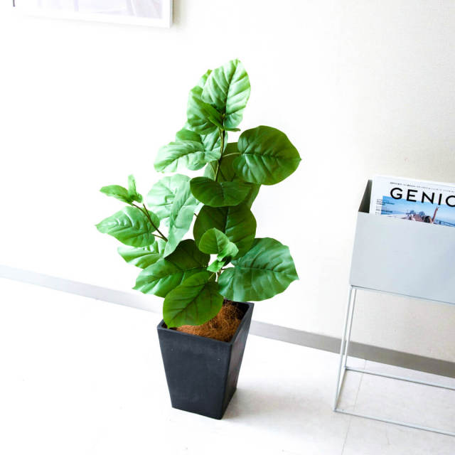 PG094-Q20BK ウンベラータ H約95cm/プラスチック樹脂鉢