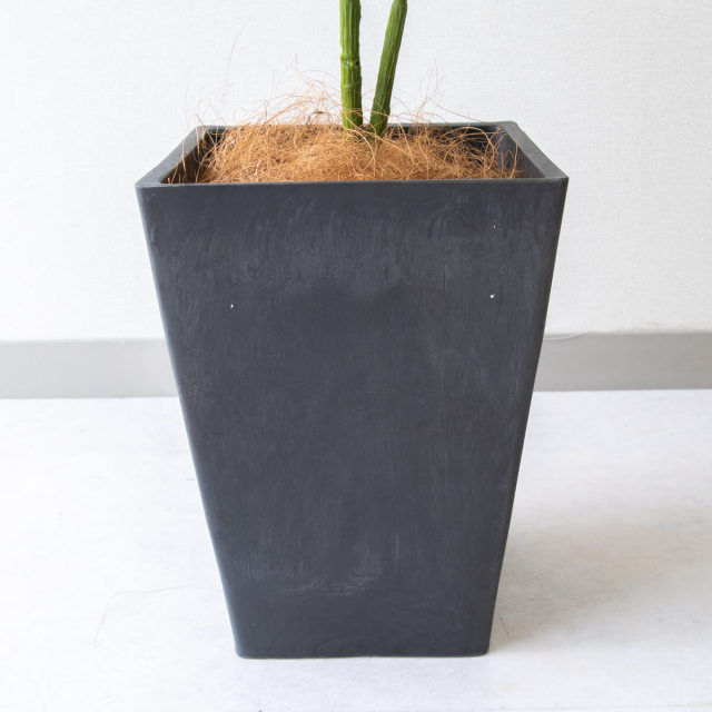 PG094-Q20BK ウンベラータ H約95cm/プラスチック樹脂鉢