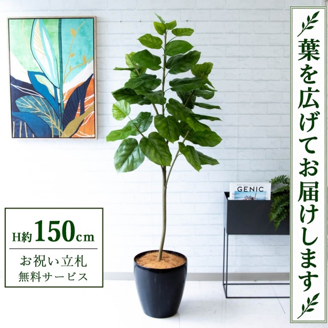 【すぐ飾れる】 フェイクグリーン フィカス ウンベラータ H約150cm 鉢付き / 法人・開店祝い 店舗・オフィス装飾 空間演出 立札無料・造花/PG096-A300BK