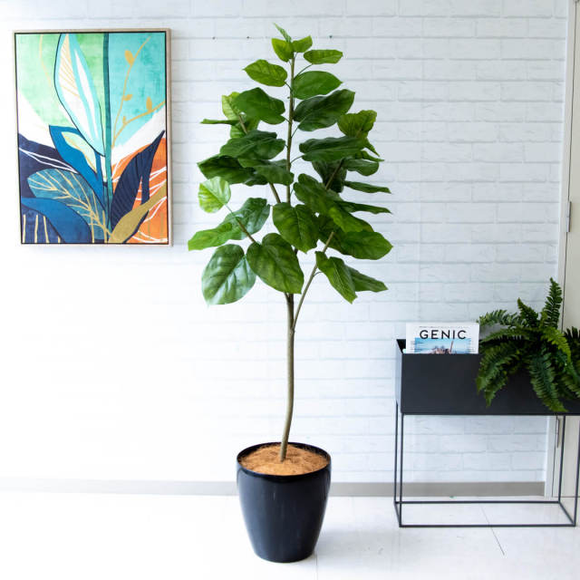 人工 観葉植物 フェイク グリーン ウンベラータ H約150cm 店舗 装飾