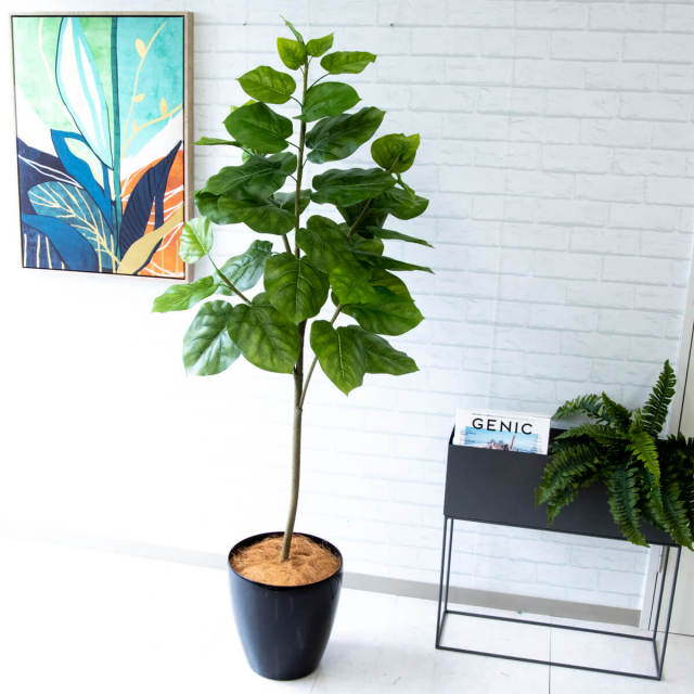 ⑤観葉植物　ウンベラータ　143cm 観葉植物 フィカス ウンベラータ 5号 曲り ラスターポット 付き | 観葉
