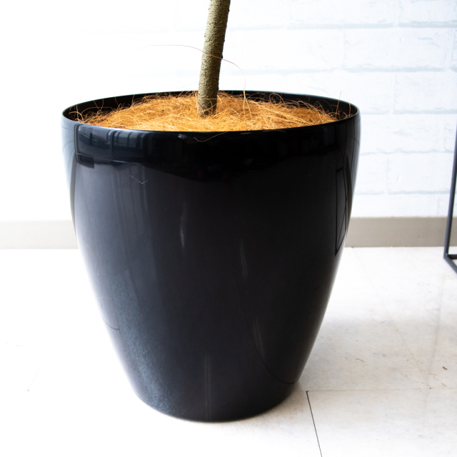 【美品】フェイクグリーン人工観葉植物 フィカス・ウンベラータ（高さ1.5m）モデルハウス展示品 リコメン堂 人工観葉植物 ウンベラータ フェイクグリーン 大型 155cm