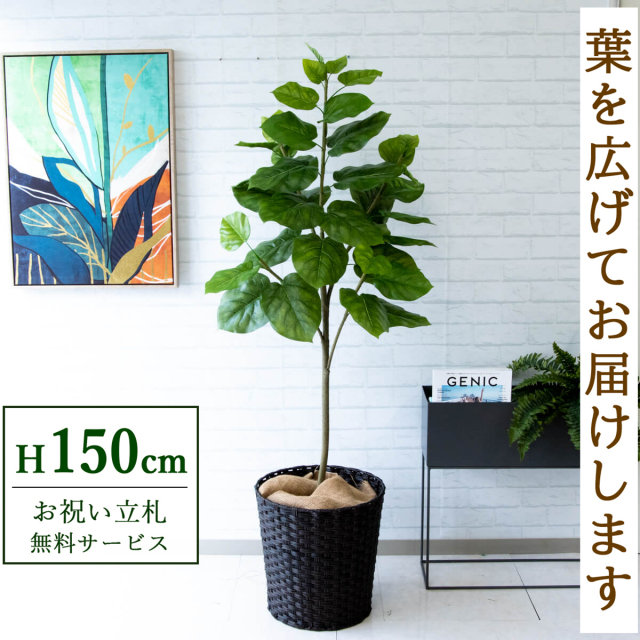 人工 観葉植物 フェイク グリーン ウンベラータ H約150cm 店舗 装飾