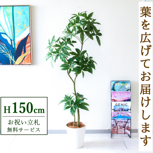 【すぐ飾れる】 フェイクグリーン パキラ 150cm  鉢付き / 法人・開店祝い 店舗・オフィス装飾 空間演出 立札無料・造花/PG1002-B240WH