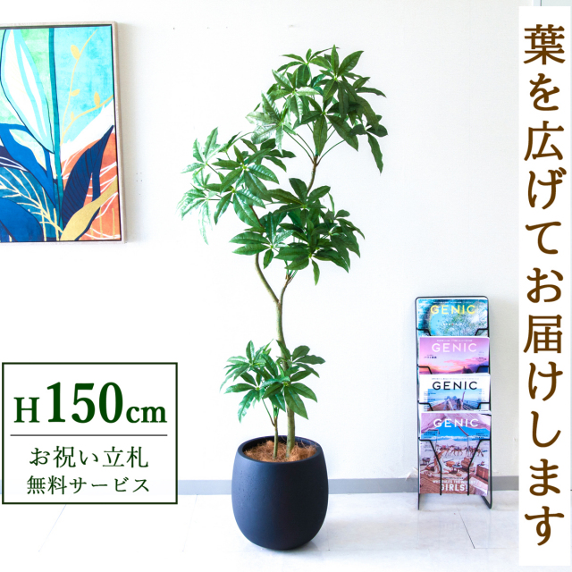 【すぐ飾れる】 フェイクグリーン パキラ 150cm  鉢付き / 法人・開店祝い 店舗・オフィス装飾 空間演出 立札無料・造花/PG1002-BAL30BK